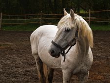 Horse Royalty Free Stock Photos Horse Royalty Free Stock Photos