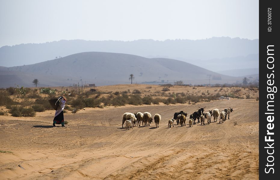 Berber with sheeps in Morocco desert
