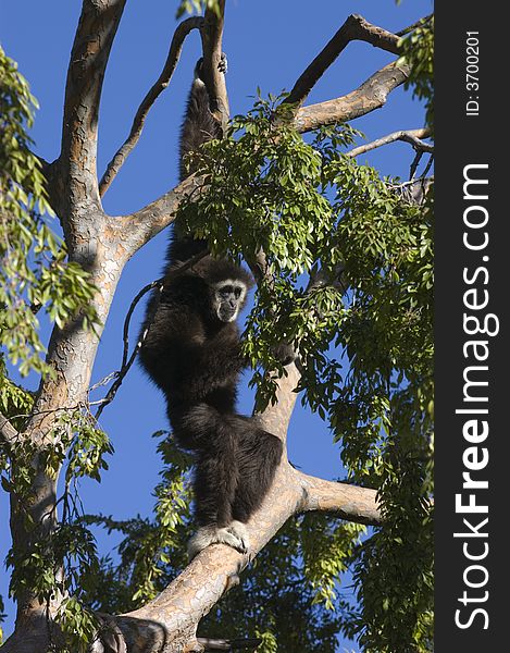 White-handed gibbon nestled in a tree. White-handed gibbon nestled in a tree.