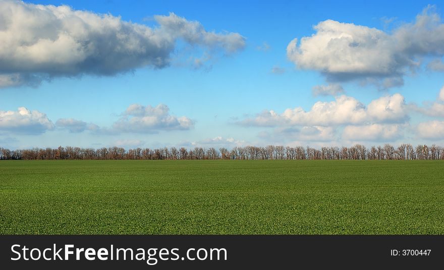 Green field on a background of the drama sky with a number of trees in a distance