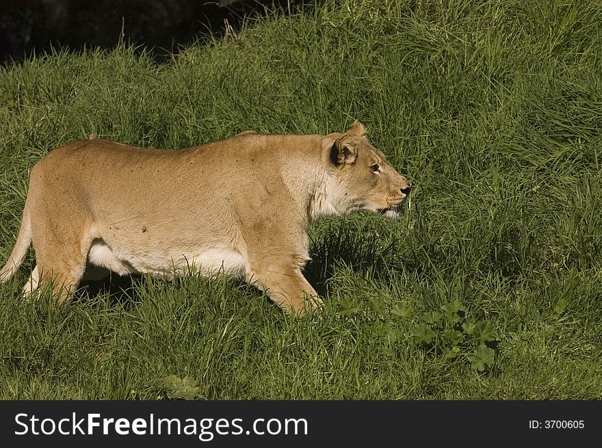 Lioness stalking prey in the grass