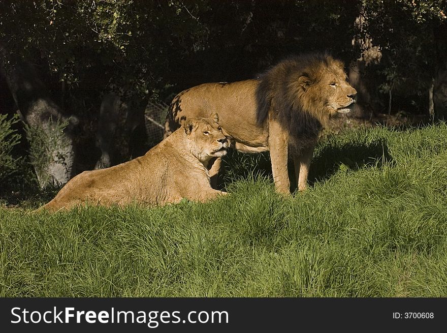 An africxan Lion watching while lioness rests. An africxan Lion watching while lioness rests