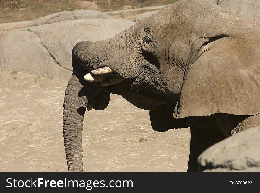 A pair of Elephants caressing with their trunks