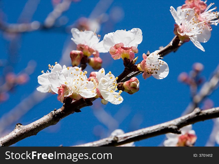 A flowering apricot tree in spring. A flowering apricot tree in spring