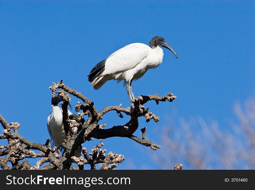 An Australian Ibis in a tree against a blue sky