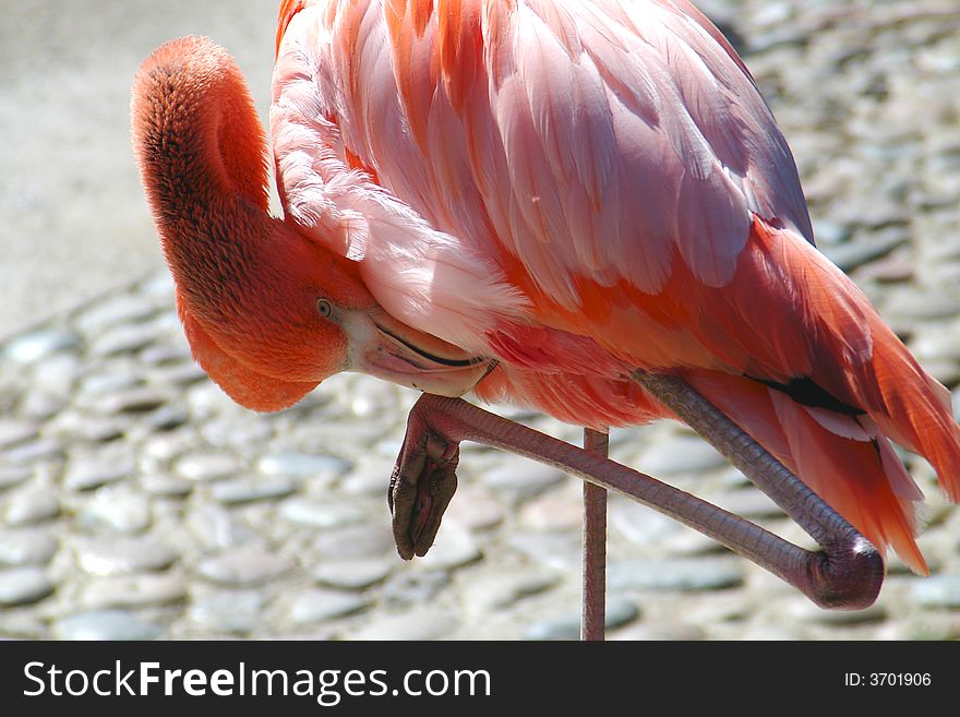 Closeup of a pink flamingo preening feathers with his beak