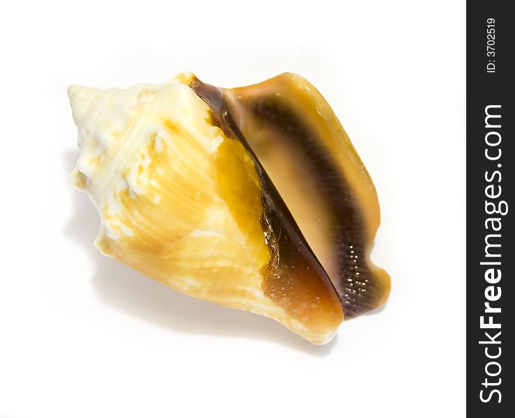 Small Yellow Seashell