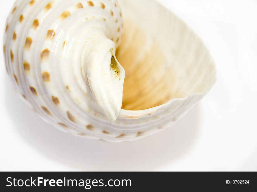 Close-up of nautilus seashell on white background. Close-up of nautilus seashell on white background