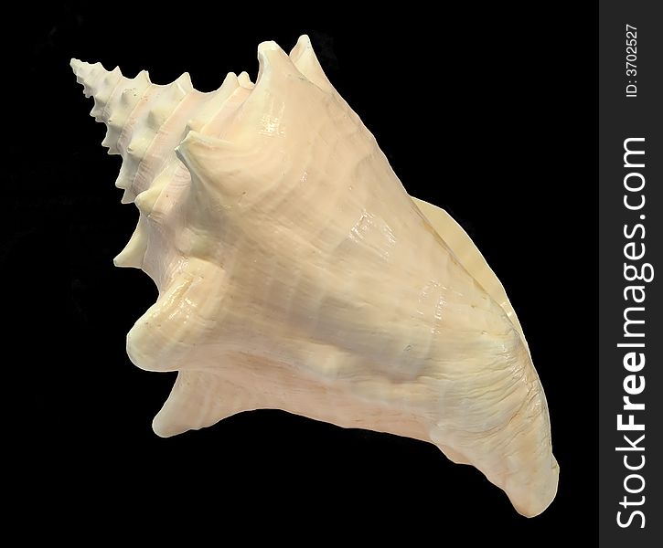 Conch Seashell isolated with black background - up view. Conch Seashell isolated with black background - up view