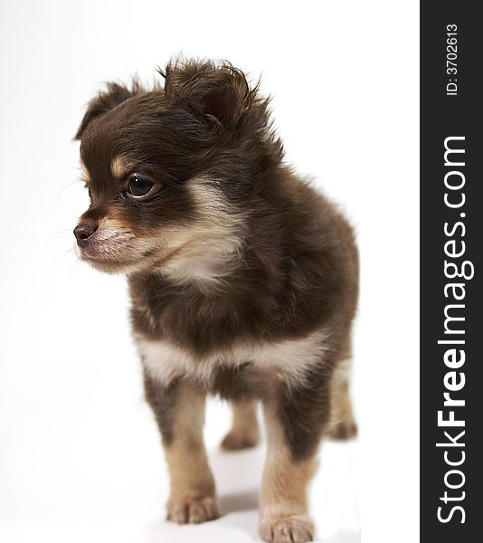 Chihuahua puppy looking at camera on white background. Chihuahua puppy looking at camera on white background