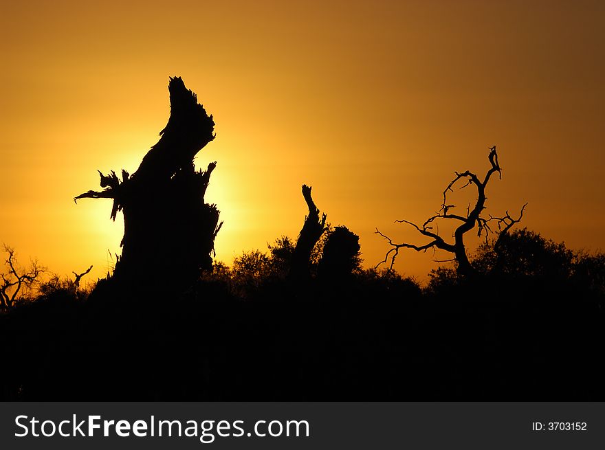 The sunrise makes a silhouette of the diversifolious poplar forest in Mulei desert. 
The diversifolious poplar is the dominant native woody species distributed in the desert of Mulei, east of Xinjiang province in China, which borders Mongolia
Fall of 2007. The sunrise makes a silhouette of the diversifolious poplar forest in Mulei desert. 
The diversifolious poplar is the dominant native woody species distributed in the desert of Mulei, east of Xinjiang province in China, which borders Mongolia
Fall of 2007