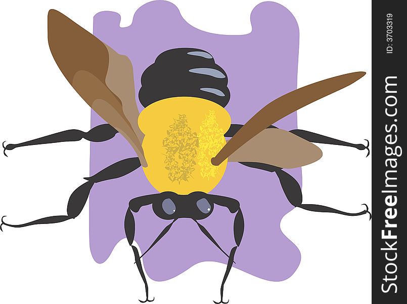 Illustration of a  house fly