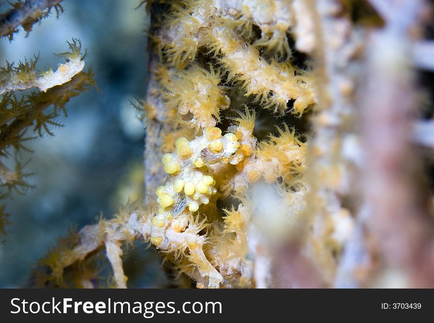 Pygmy seahorse:Hippocampus bargibanti on gorgonian coral:Muricella paraplectana,  Lembeh Straits, Sulawesi,Indonesia,South-east asia