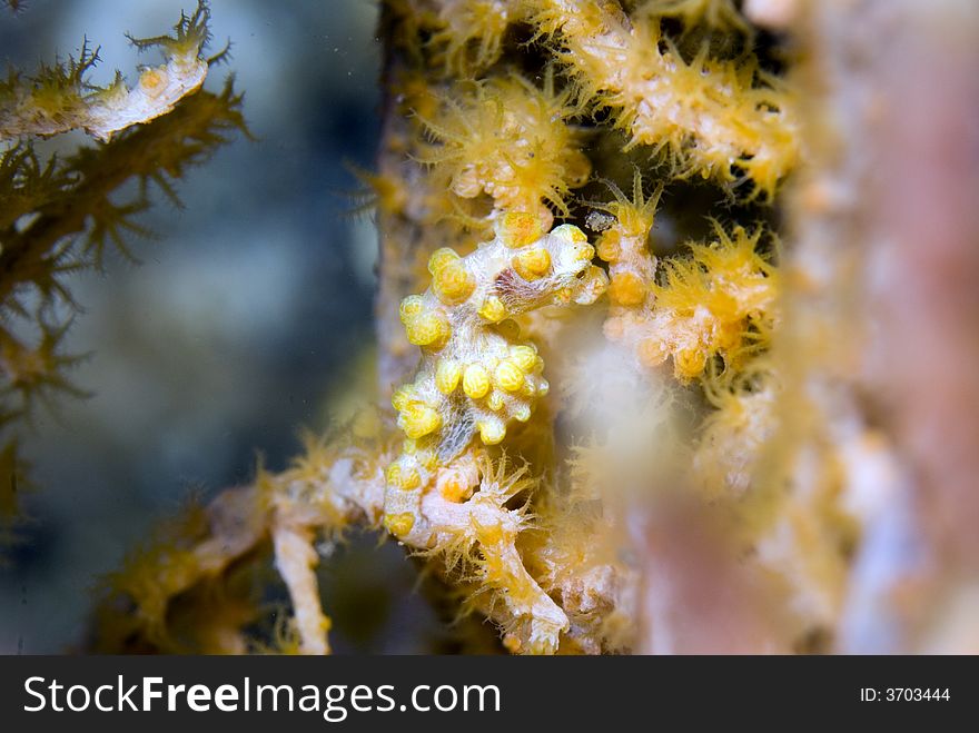 Pygmy seahorse close-up