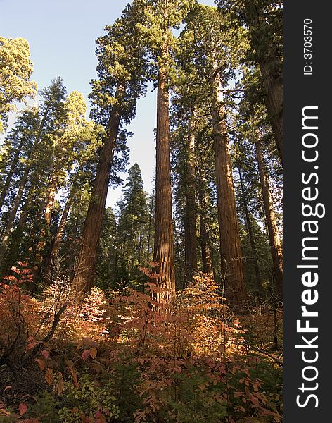 Sequoias,calaveras big trees state park,california,sierra nevada. Sequoias,calaveras big trees state park,california,sierra nevada