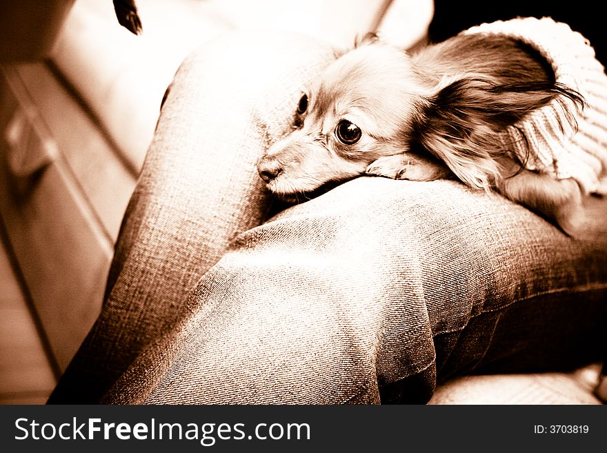 Small dog siting and dreaming about good selling on dreamstime. Small dog siting and dreaming about good selling on dreamstime.