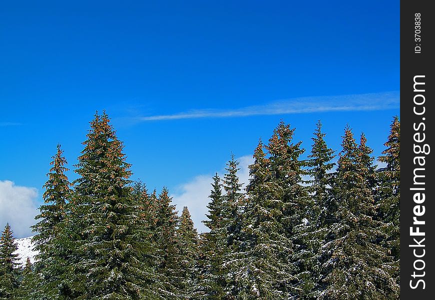 Winter landscape with snow, trees and blue sky