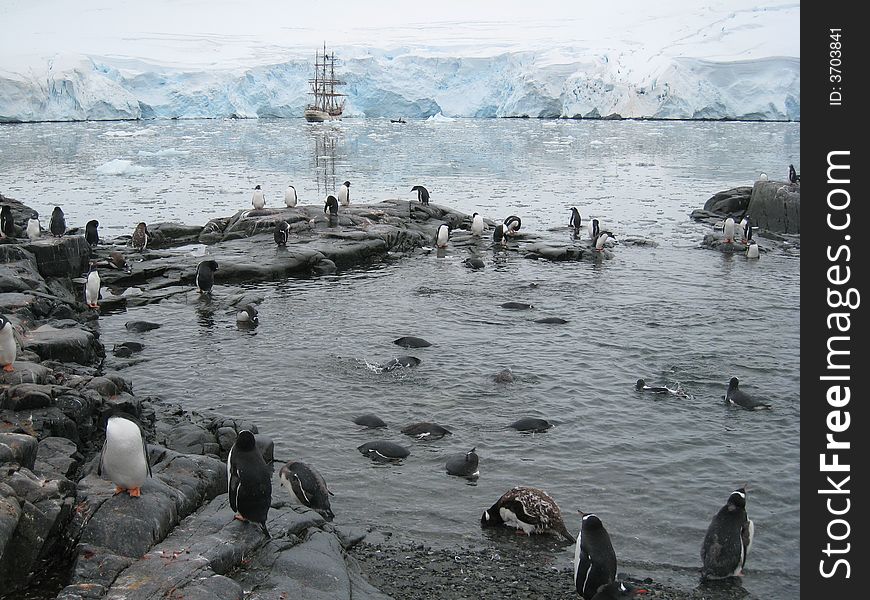 A penguin pool at Port Lockroy Antactcica. Young Gentoo penguins learn to swim in this pool before they risk the open sea.