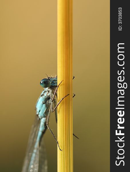 Macro of damselfly on grass stem. Macro of damselfly on grass stem