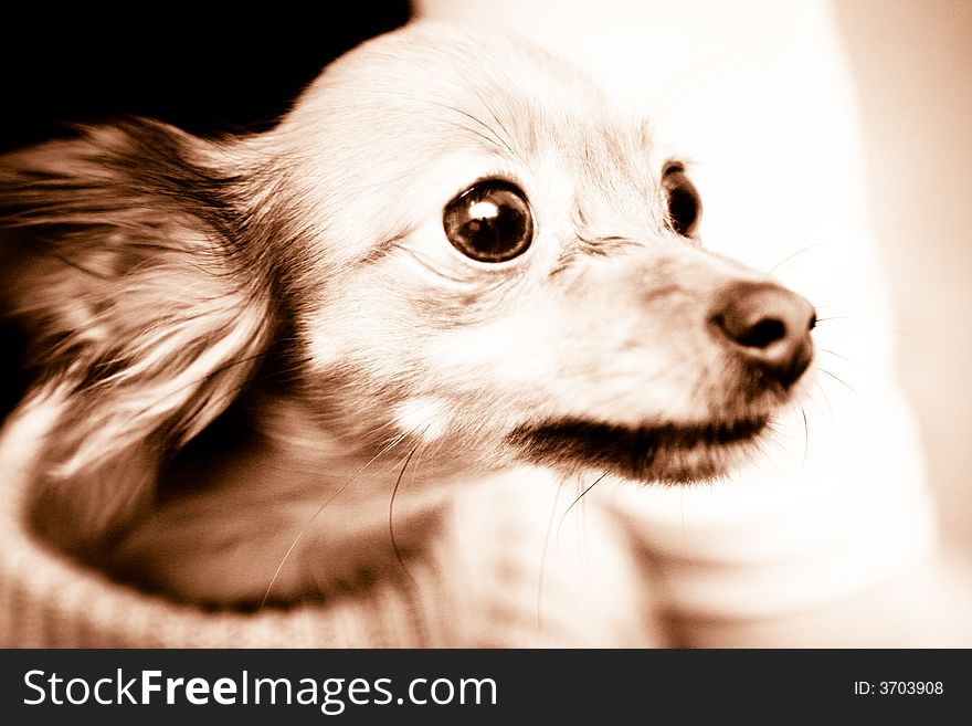 Portrait of small dog with big eyes. Portrait of small dog with big eyes