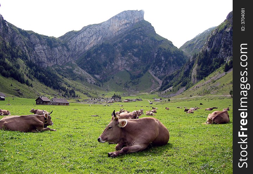 Herd of cows on Alpine meadow. Herd of cows on Alpine meadow