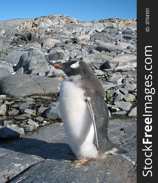 Gentoo Penguin At Peterman Island