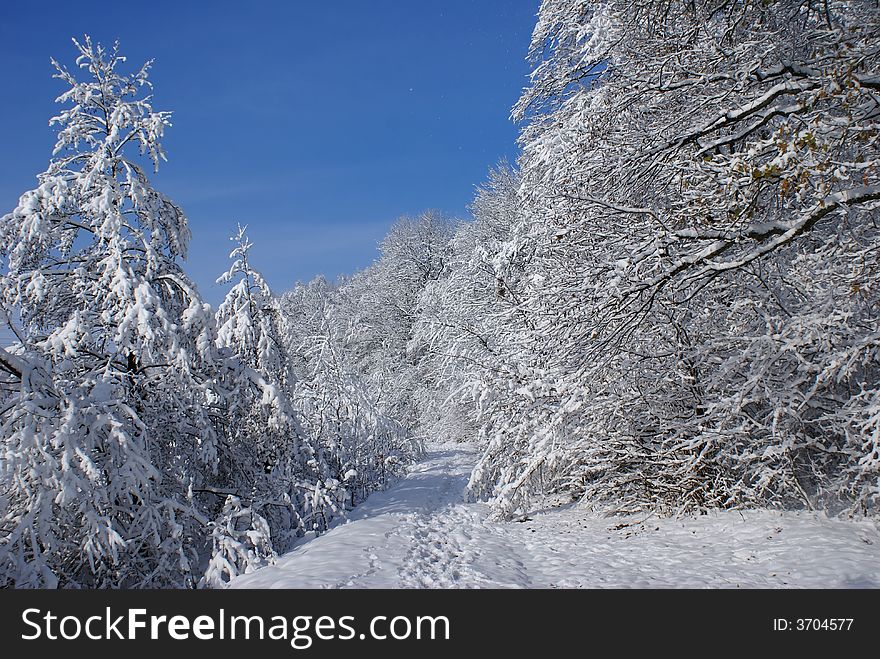 Snow-covered wood in a sunny day. Snow-covered wood in a sunny day