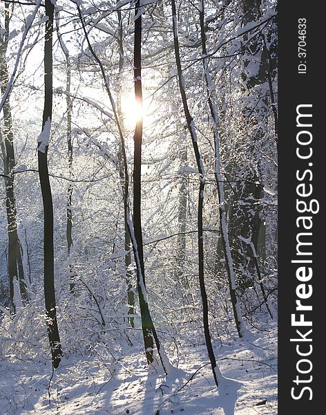 Snow-covered trees in a forest. Snow-covered trees in a forest