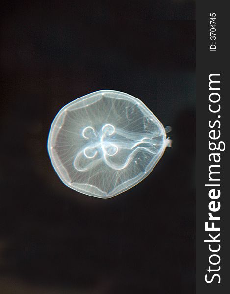 A moon Jellyfish.  Photographed with a Nikon f1.8 50mm prime lens.