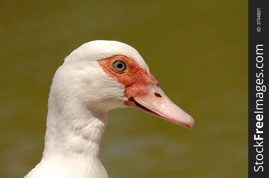 Cute white duck portrait in lake