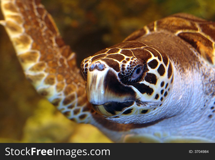 A turtle swimming by.  Photographed with a f1.8 50mm Nikon lens and a flash. A turtle swimming by.  Photographed with a f1.8 50mm Nikon lens and a flash.