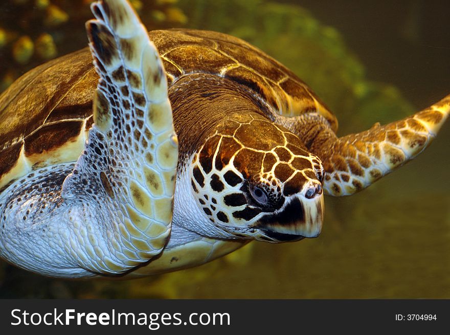 A turtle swimming by.  Photographed with a f1.8 50mm Nikon lens and a flash. A turtle swimming by.  Photographed with a f1.8 50mm Nikon lens and a flash.