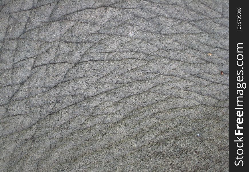 Elefant skin with hear in Laos. Elefant skin with hear in Laos