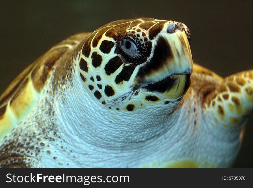 A turtle swimming by.  Photographed with a f1.8 50mm Nikon lens and a flash. A turtle swimming by.  Photographed with a f1.8 50mm Nikon lens and a flash.