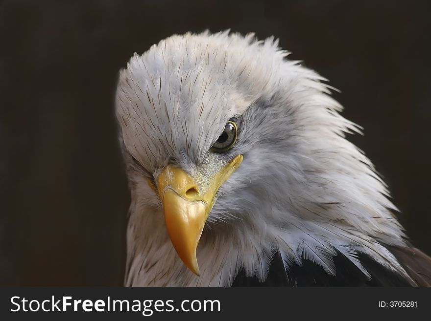 Portrait of White-Tailed Eagle