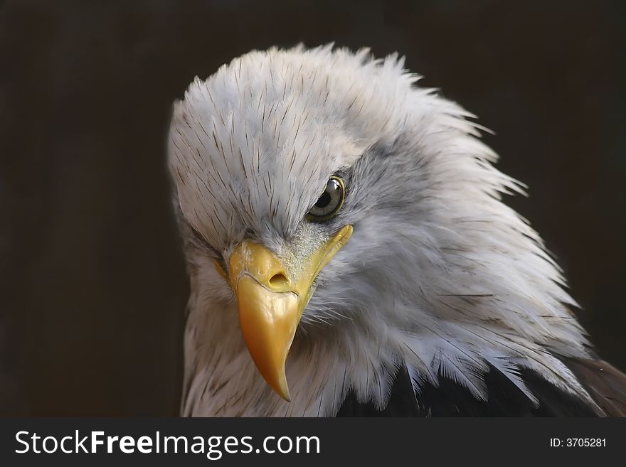 White-Tailed Eagle