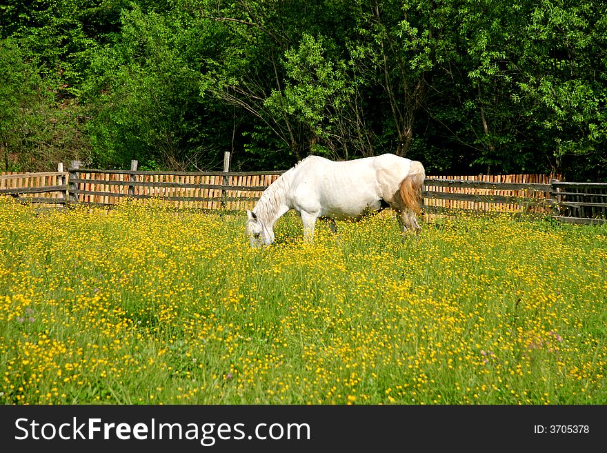 White horse grazing in a flower field in spring. White horse grazing in a flower field in spring