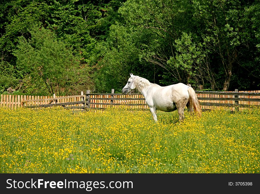 White horse grazing in a field in spring