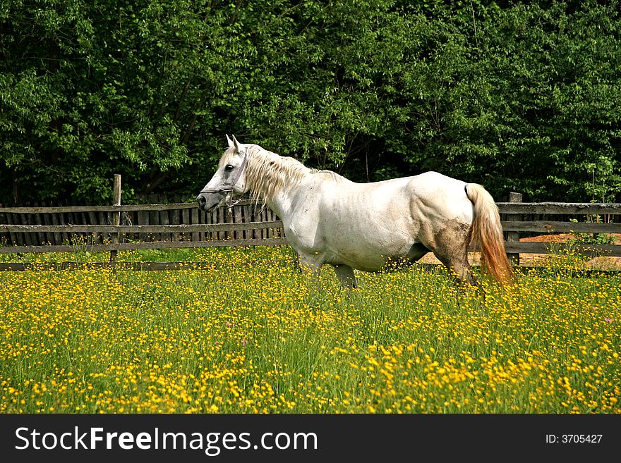 White horse grazing in a flower field in spring. White horse grazing in a flower field in spring
