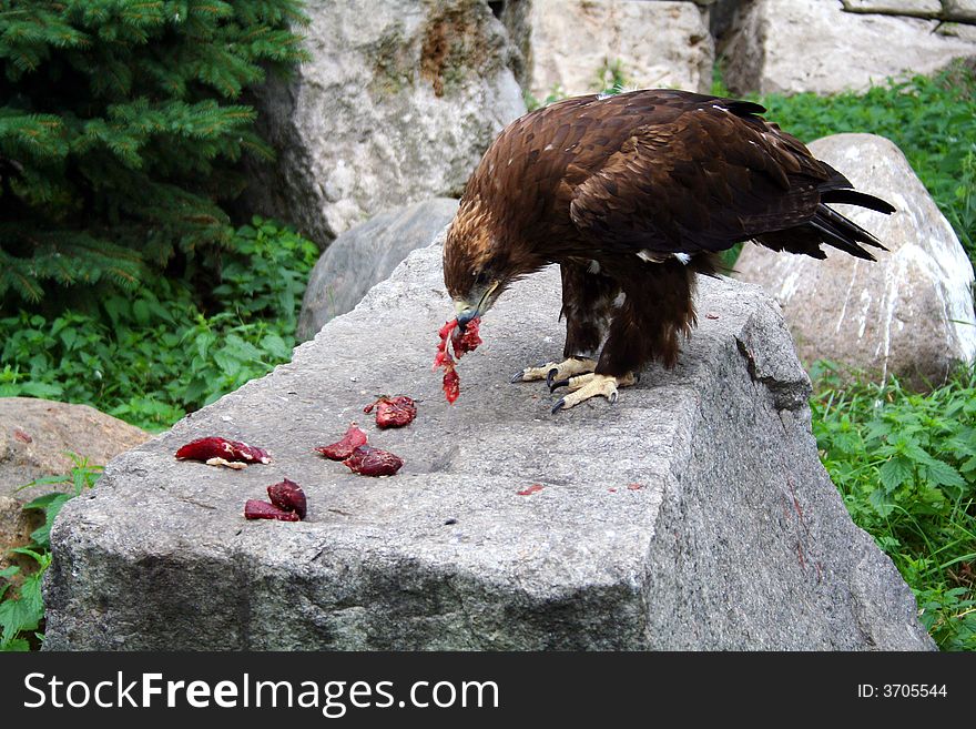The eagle eat bloody meat