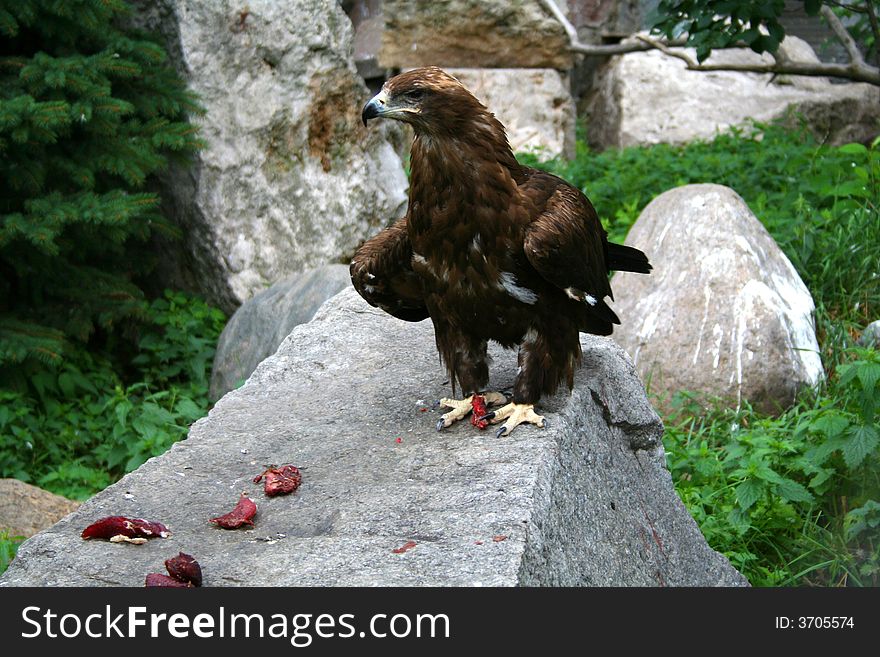 The eagle eat bloody meat