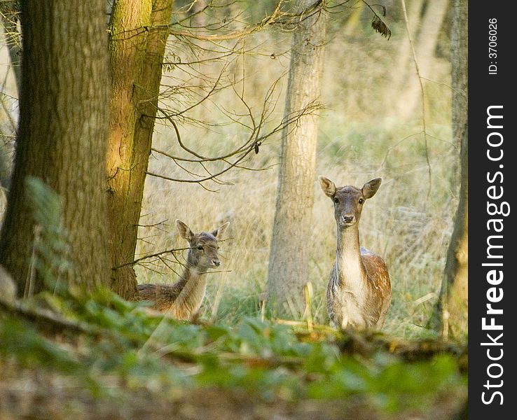 Wild Fallow Deer. Doe and Fawn in a woodland clearing