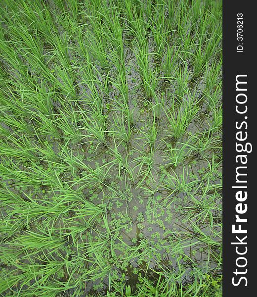 Ricefield with four-leaf clover in Laos