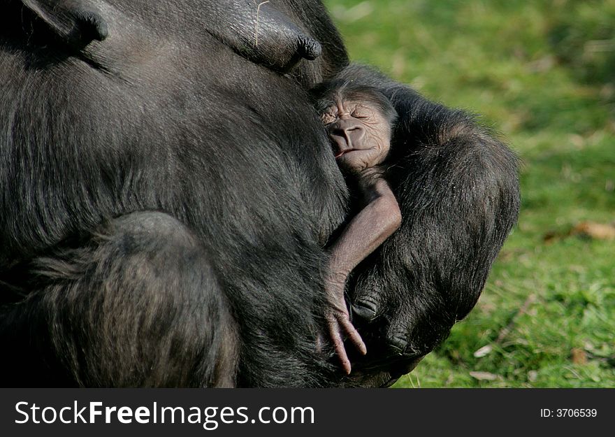 A litte gorilla has born in monkeyparc Apenheul in Apeldoorn, the Netherlands. The name of the mother is Mandji (32), an experienced mother. The fathers name is Jambo (13). A litte gorilla has born in monkeyparc Apenheul in Apeldoorn, the Netherlands. The name of the mother is Mandji (32), an experienced mother. The fathers name is Jambo (13).