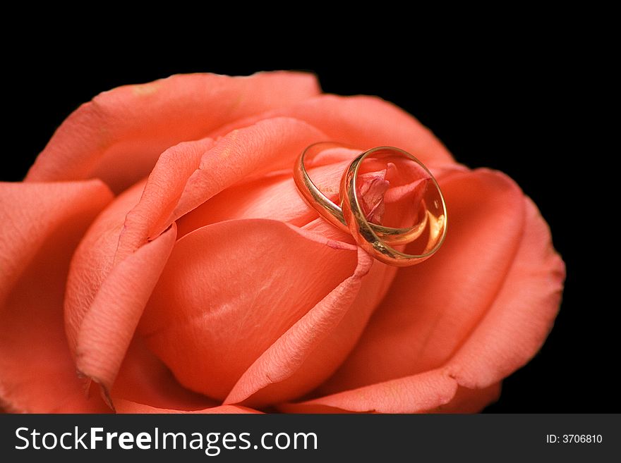 Wedding rings on the rose on black