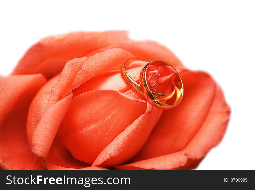 Wedding rings on the rose on white