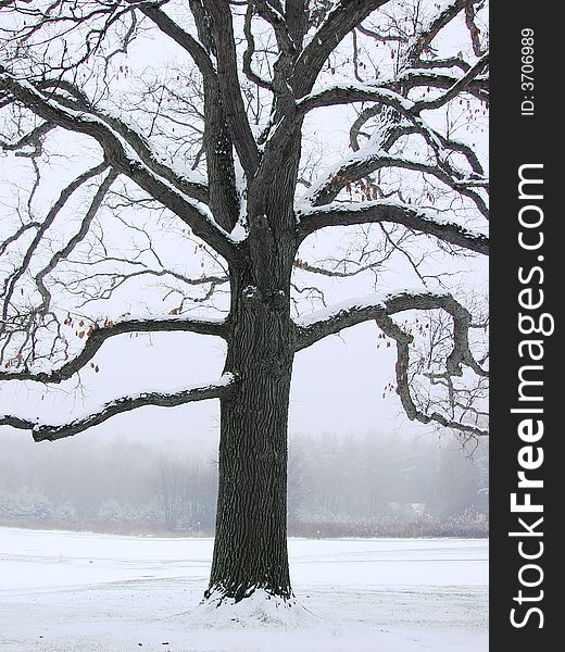 A unique tree in a meadow after it snowed