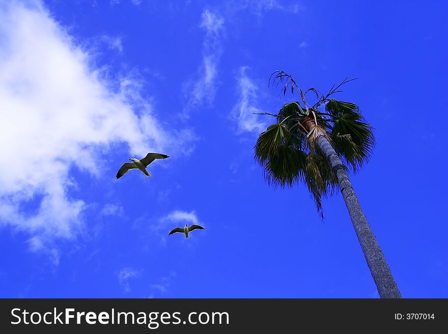 Palm tree and two beach birds flying over bright blue sky. Palm tree and two beach birds flying over bright blue sky