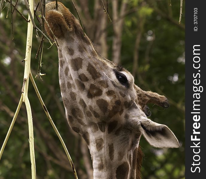 Feeding Giraffe