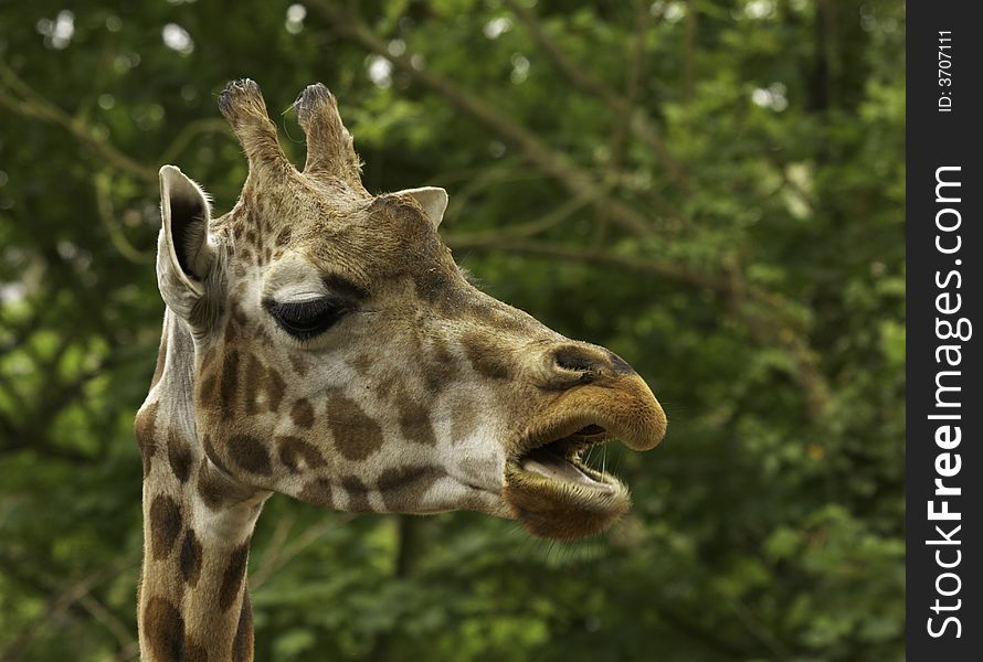 The giraffe is related to deer and cattle, but is placed in a separate family, the Giraffidae, consisting only of the giraffe and its closest relative, the okapi. Its range extends from Chad to South Africa. The giraffe is related to deer and cattle, but is placed in a separate family, the Giraffidae, consisting only of the giraffe and its closest relative, the okapi. Its range extends from Chad to South Africa.